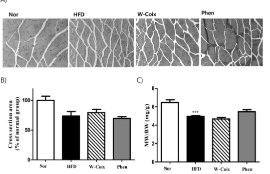Fig. 6. Effect of W-Coix on skeletal  muscle  in  high  fat  induced  obese  mice.  (A)  Histological  changes  in  H&amp;E stained skeletal muscle (×200 magnification)