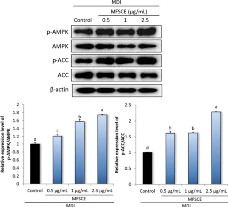 Fig. 3. Effects of membrane free stem cell extract from adipose tissue on AMPK pathway-related protein expressions in 3T3-L1 adipocytes