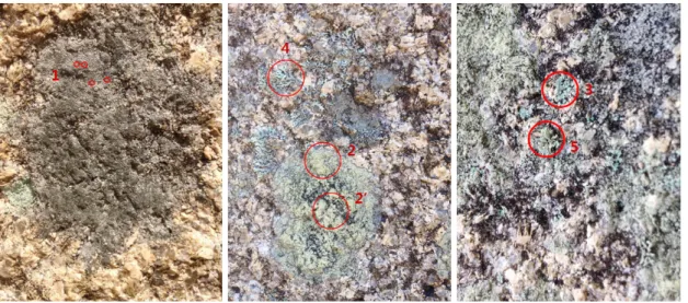 Figure 2. Collection point of lichens on back side(B) of flagpole support(2′; ascocarp).