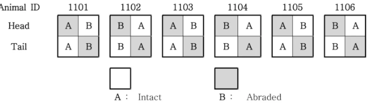 Figure 1. Administration position of test substance for skin irritation test.종료일에 체중을 측정하고,  일반증상관찰 및 체중변화를 확인하여 동물의 건강상태 이상이 없는 것을 확인하였다
