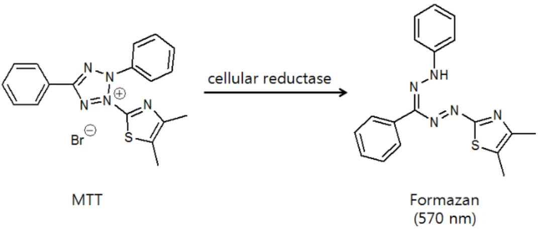 Figure 6. Principle of MTT reagent