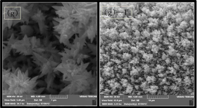 Figure  8.  SEM  images  of  (a)  a  bare  Pt  microelectrode  and  (b)―(d)  Pt                      particle  grown  and  (e)―(g)  Pt  dendrite  formation  onto  the     