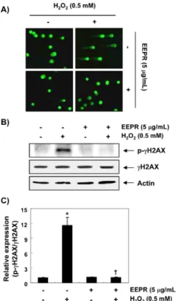 Fig.  5.  Protection  of  H 2 O 2 -induced  DNA  damage  by  EEPR  in  Chang  liver  cells