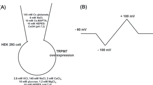 Fig.  1.  Transient  receptor  potential  melastatin  7  (TRPM7)  regulation.  (A)  The  components  of  extra-  and  intracellular  solution