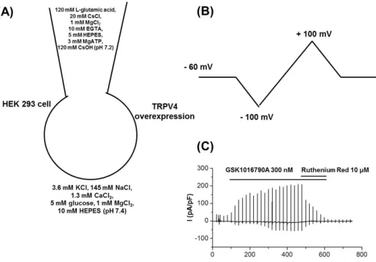 Fig.  3.  Effects  of  Leejung-tang  on  overexpressed  transient  receptor  potential  vanilloid  4  (TRPV4)  currents  in  human  embryonic  kidney  (HEK)  293  cells  and  the  current-voltage  (I-V)  relationship  using  the  whole  cell  patch-clamp  