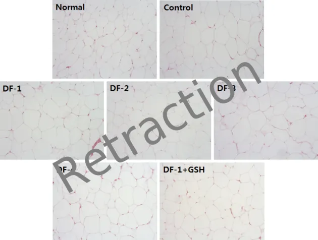 Fig. 6. Histology of inguinal white adipose tissues in high fat diet-fed obese mice. Representative H&amp;E sections of inguinal adipose tissue (×100).