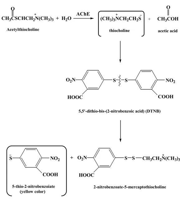 Figure  7.  Ellman's  assay  for  determination  of            Acetylcholinesterase  activity