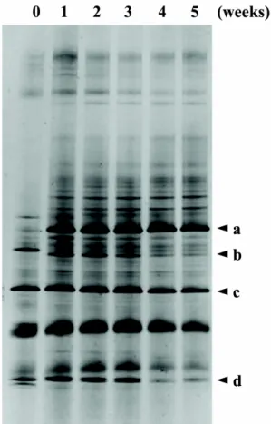 Fig. 5. Denaturing gradient gel electrophoresis profile during fermen- fermen-tation of Samjung-hwan.