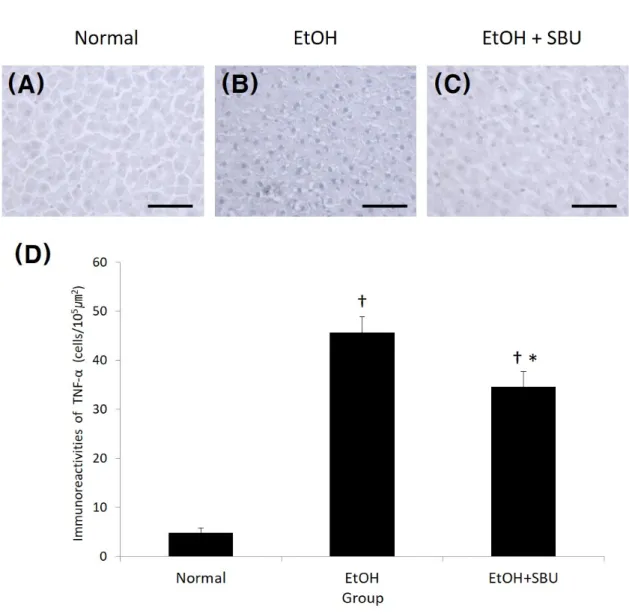 Fig.  4.  Immunohistochemical  staining  for  tumor  necrosis  factor-α  (TNF-α)  in  liver  sections  from  Normal,  EtOH,  and  EtOH+SBU  groups