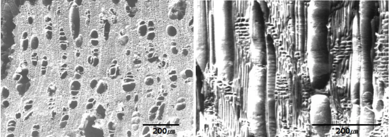 Figure 10. Side of fabric pieces (Optical microscope). Figure 11. Section of fabric pieces 2.