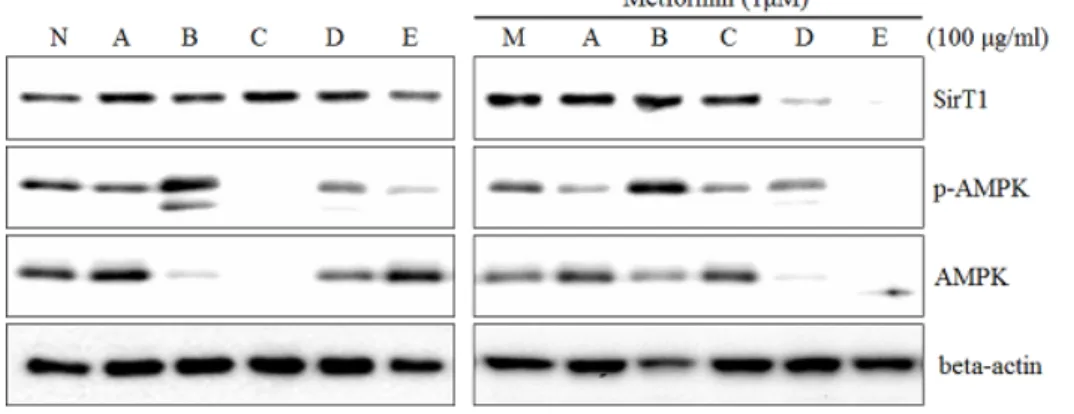 Fig. 1. Differential effects of extract  on  Metformin-induced  SirT1  and  p-adenosine   monophosphate–acti-vated  kinase  (p-AMPK)  expression  in  RAW  264.7  cells