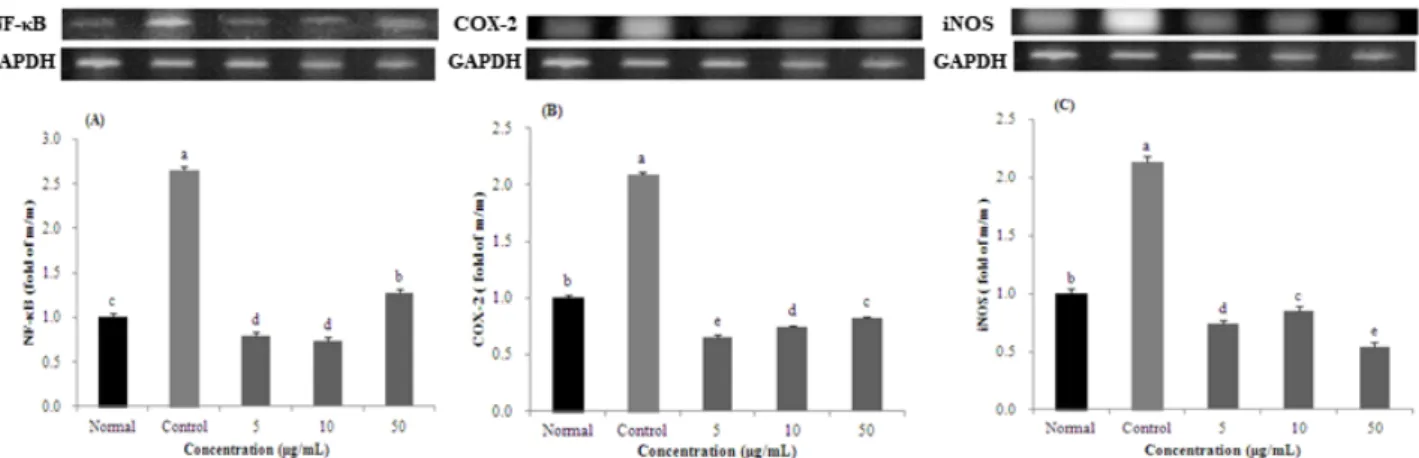Fig.  4.  Effect  of  protocatechuic  acid  on  mRNA  expression  of  NF-κB  (A)  and  COX-2  (B)  and  iNOS  (C)  under  H 2 O 2   induced  oxidative stress in C6 glial cell