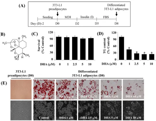 Fig.  1.  Effects  of  DHA  on  lipid  accumulation,  TG  content,  and  cell  growth  (survival)  during  3T3-L1  preadipocyte  differentiation