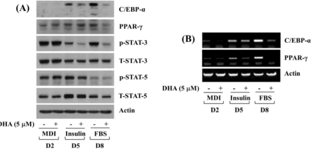 Fig.  2.  Effects  of  DHA  on  expression  and  phosphorylation  levels  of  C/EBP-α,  PPAR-γ,  and  STAT-3/5  during  3T3-L1  preadipocyte  differentiation