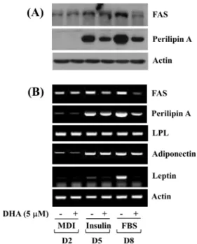 Fig. 4. Effects of DHA on lipolysis and expression and phosphorylation  levels of perilipin A and ERK-1/2 in differentiated 3T3-L1 cells