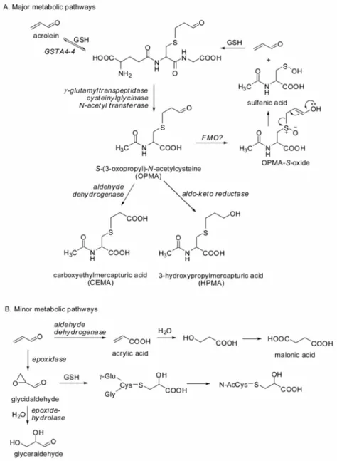 Fig.  3.  Metabolism  of  acrolein  (Stevens  and  Maier,  2008)