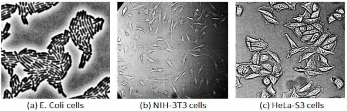 Fig. 7. Cells used in the experiment.