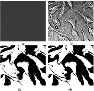 Fig. 10. HeLa-S3 cells’boundaries. (a) the ground truth  (real boundaries) and (b) the boundaries as  outputted by our method