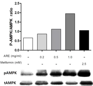 Fig. 1. Effect  of  Astragali  Radix  extract  (ARE)  on  cell  viability  in  C2C12  cells