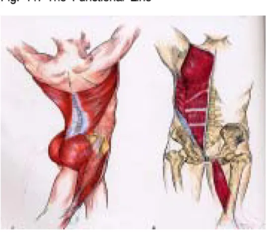 Fig.  11.  The  Functional  Line    Ⅳ.  고찰  및  결론  비만과  골관절염  발생의  상호관련성에  대하여서는  다음  세가지  이론으로  설명되고  있는데 1) ,  첫  번째는  과체중이  체중부하관절에  부담을  증가시킴으로  연골 의  파괴를  가속화시킨다는  것이고,  두  번째는  지방조 직이 대사산물을 과도하게 생성시키고 연골이나 다른  관절구조에 퇴행화를 가져오는 요인으로서 영향을 미 칠 수 있다는 것이다