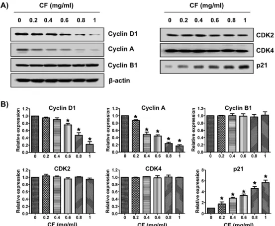Fig.  2.  Effect  of  CF  on  the  expression  of  cell  cycle  regulators  in  LNCaP  cells