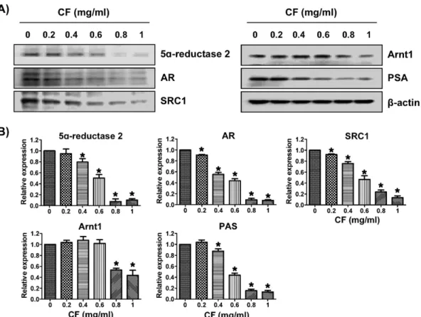 Fig. 3.  Effect of CF on  the  expression of BPH  regulators in LNCaP cells.  Cells were  treated with  the indicated  concentrations  of  CF  for 48 h