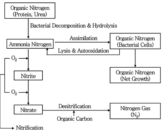 Fig.  4.  Transformation  of  nitrogen  in  biological  treatment  process.