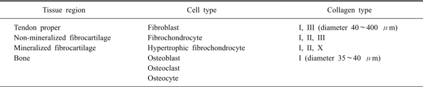 Table 1. Four Distinct But Continuous Tissue Regions of Enthesis