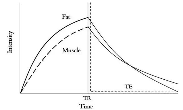 Figure  2.  The example of T 2 decay curve of fat and muscle (TR: repetition time, TE: echo time).