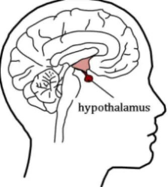 Fig. 1. Location of the human hypothalamus. Fig. 2. Pressure sensor, 2SMPP-02.