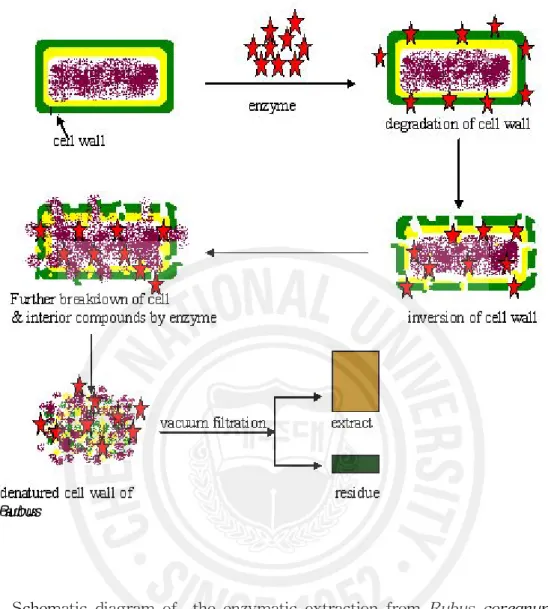 Fig. 2. Schematic diagram of the enzymatic extraction from Rubus coreanun Miq.