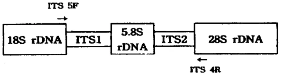 Fig.  2.  A  map  of  the  ribosomal  DNA  region  containing  ITS1,  ITS2  and  the  5.8S  rDNA  gene