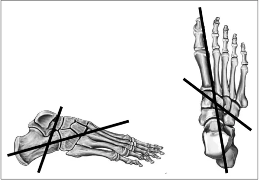 Fig.  1.  The  weight  distribution  in  normal  foot.