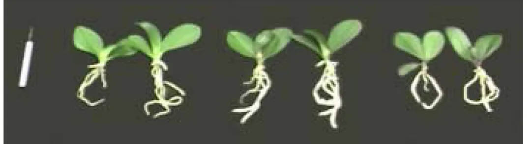 Fig.  1-1.  Seedlings  used  in  the  experiment.