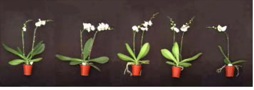 Fig.  6.  Effect  of  media  on  Phalaenopsis  flowering.
