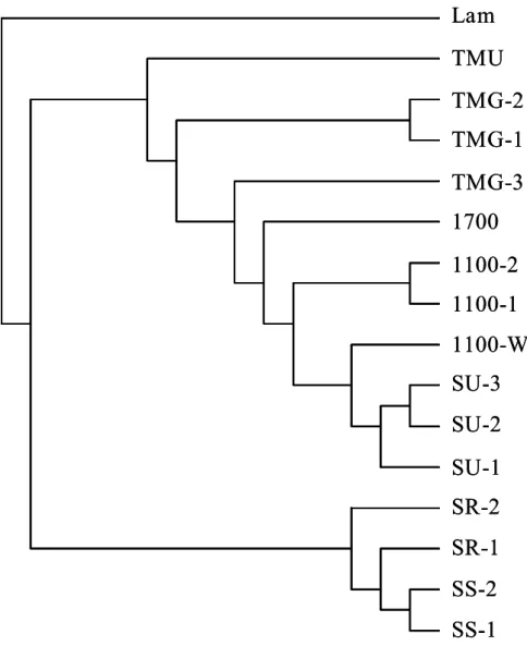 Figure 6. One of the 20 most parsimony trees based on the combined sequences  data set (cpDNA+nrDNA) among 16 taxa