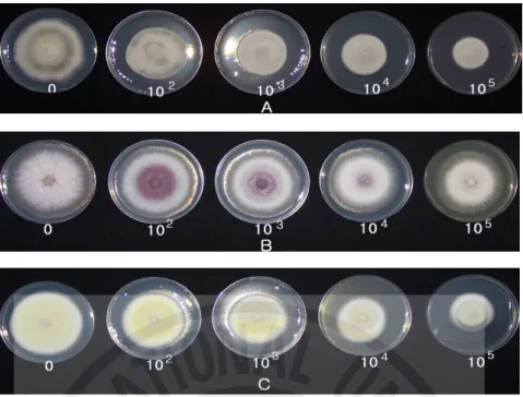 Fig 2. Antifungal activity of A. arborescens peel and juice water extracts with different concentrations on plant pathogenic fungi(㎕/ℓ).