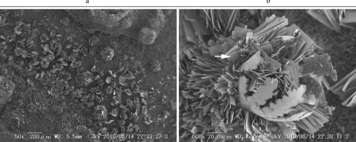 Figure 2. After experiment, plate crystal was generated on the corrosion specimen by NaCl solution with iron reducing bacteria.