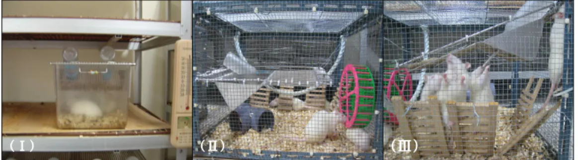 Figure 1. Intervention used for different groups. (Ι) Rats in the control group could easily obtain the food in the concavity of the grids steel cover