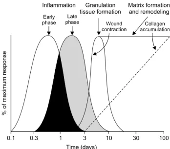 Fig.  1.  Sequences  of  wound  healing  cascade.moderate  force)의 손상일 경우에는 손상이 골 접합부에서 일어날 가능성이 가장 많다.3)  이러한 손상들은 모두 반복적인 근육이나 인대의 과사용(overuse)으로 일어나는 경우가 흔하다.급성 인대파열이나 급성 건골 접합부의 손상과는 달리 각종 인대의 만성적 병변과 외측 상과염,  아킬레스 건초염 등의 만성 병변에서는 “-염”  등의 병명과는 달리 뚜렷한 