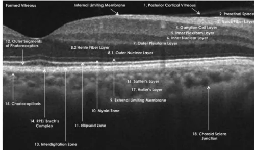 Fig. 1. Layers in human retina [5].