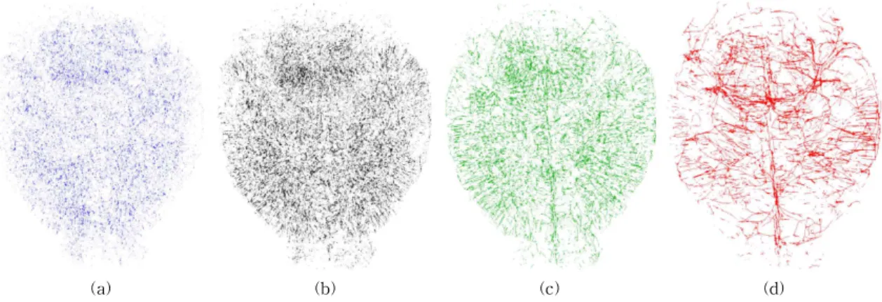 Fig. 6. Categorized vessels according to diameter size. (a) Capillaries (Diameter ≤ 10.4±0.8 µm)
