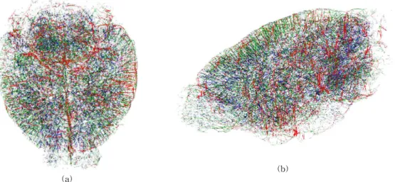 Fig. 7. Distribution of vessels according to diameter size over the whole mouse brain