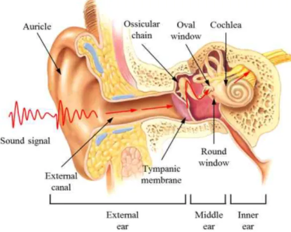 Fig. 1. Anatomical structures and sound transmission  pathways of the human ear [12].