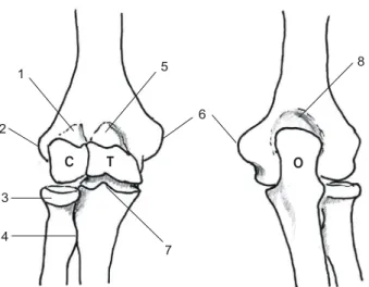 Fig.  2.  Lateral  (A)  and  medial  (B)  collateral  ligaments  of  the  elbow LUCL:  lateral  ulnar  collateral   ment,  LCL:  lateral  collateral   liga-ment,  AL:  annular  ligaliga-ment,  ALCL: 