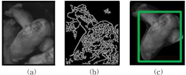 Fig. 1. Difficulty in detecting boundaries of occluding  pigs. (a) Infrared image, (b) result of canny edge  detector, and (c) result of YOLO according to  a rotated data.