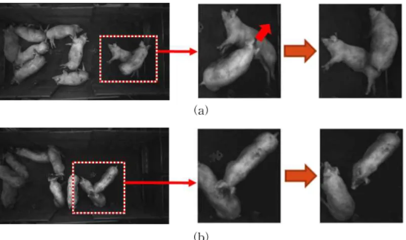Fig. 2. Two cases of occlusions. (a) Case of occluding pig passing over an occluded pig and (b) Case of occluding  pig staying over an occluded pig.