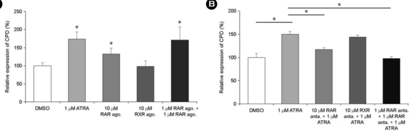 Fig. 3. ATRA enhances CPD expression through the RAR/RXR pathway. (A) THP-1 cells were incubated with 10 µM RAR agonist or  RXR agonist alone or a combination of  1 µM RAR agonist and 1 µM RXR agonist