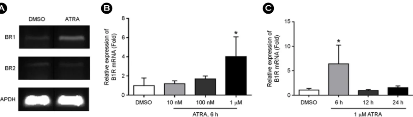 Fig. 7. ATRA induces bradykinin B1 receptor mRNA expression but does not affect bradykinin B2 receptor mRNA expression in THP-1  cells