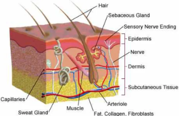Fig. 1. Skin structure. Fig. 2. The electromagnetic spectrum.